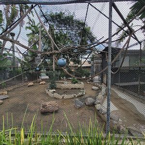 Santa Ana Zoo - Second Crested capuchin exhibit