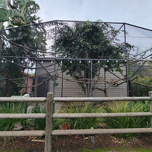 Santa Ana Zoo - Black and white ruffed lemur exhibit