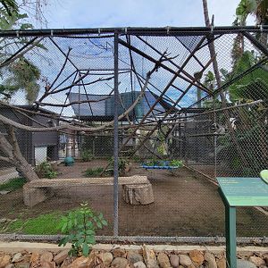 Santa Ana Zoo - Ring-tailed lemur exhibit
