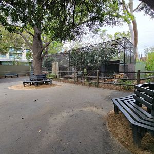 Santa Ana Zoo - Crowned pigeon and bald eagle