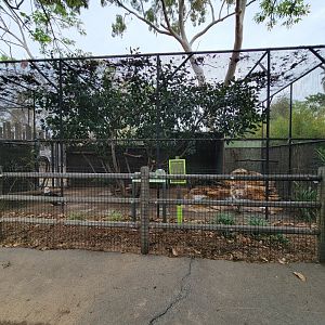 Santa Ana Zoo - Bald eagle