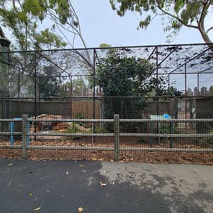 Santa Ana Zoo - Western crowned pigeon