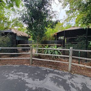 Santa Ana Zoo - Yellow-rumped cacique