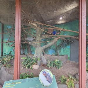 Santa Ana Zoo - Coppery titi exhibit