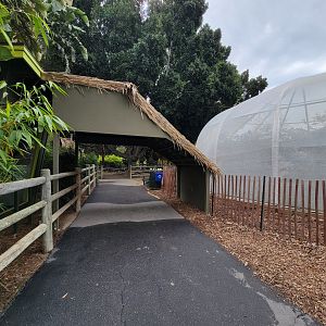 Santa Ana Zoo - Overhang with prehensile-tailed skink