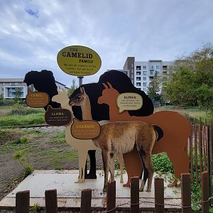 Santa Ana Zoo - The camelid family