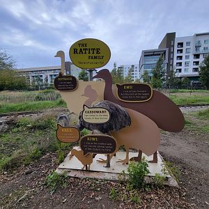 Santa Ana Zoo - The ratite family