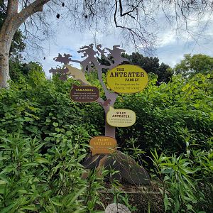 Santa Ana Zoo - The anteater family