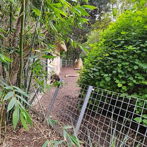 Santa Ana Zoo - Giant anteater going back inside