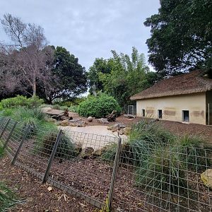 Santa Ana Zoo - Giant anteater yard