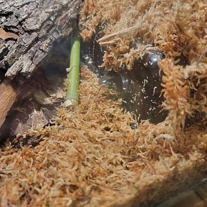 Santa Ana Zoo - Tiger salamander poking its head out :)