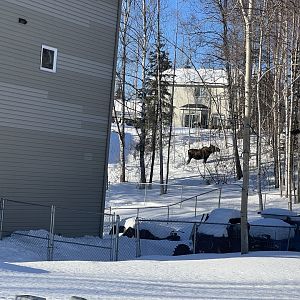 Moose #2 Alaska