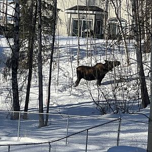 Moose #2 Alaska