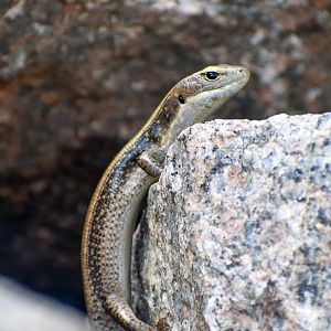 Eastern Water Skink