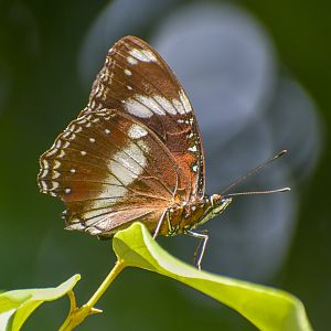 Varied Eggfly
