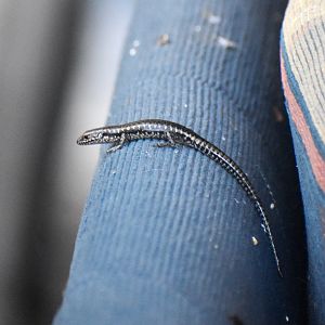 Dark Bar-sided Skink