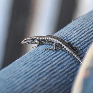 Dark Bar-sided Skink