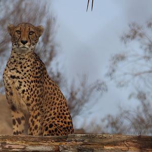 Cheetah