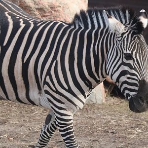 Plains Zebra
