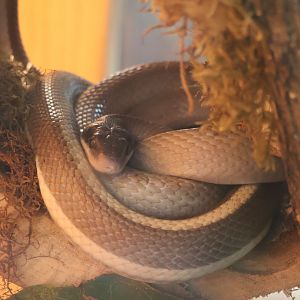 Cave Rat Snake
