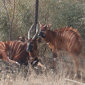 Bongo with calf