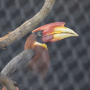 Rufous Hornbill (Buceros hydrocorax)