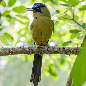 Amazonian motmot (Momotus momota)