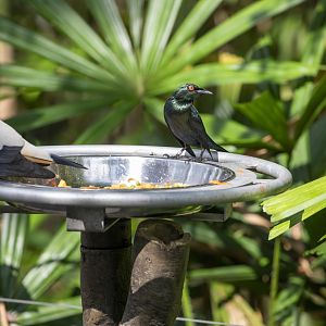 Asian glossy starling (Aplonis panayensis)
