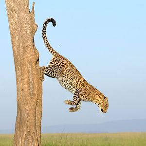 Finally a jumping African leopard on photo