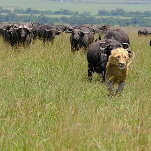 300 buffalo against 9 lions
