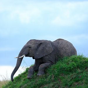Clumsy elephant trying to top a hill