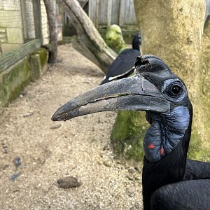 Northern Ground Hornbill, (Bucorvus abyssinicus)