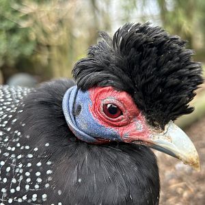 Eastern Crested Guineafowl, (Guttera pucherani)