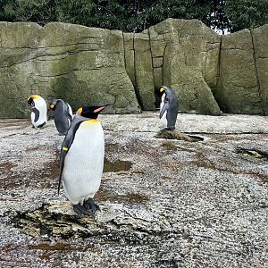 King Penguin, (Aptenodytes patagonicus)