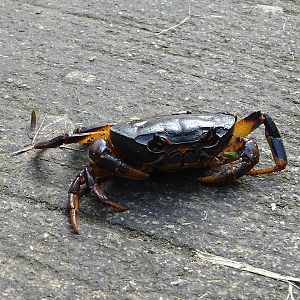 Demanietta khirikhan