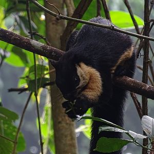 Black giant squirrel (Ratufa bicolor)