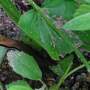 Bronze sun skink (Eutropis macularia)