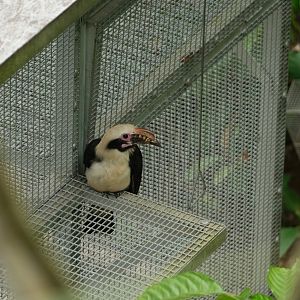 Luzon Hornbill (Penelopides manillae)