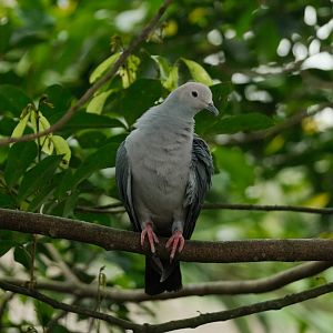 Pink-headed Imperial Pigeon (Ducula rosacea)