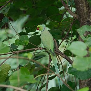 Rose-ringed Parakeet (Psittacula krameri)