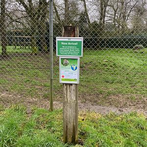 Cheetah arrival notice, Banham zoo, UK