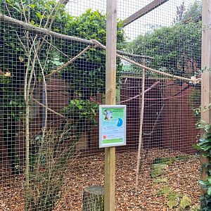 Sambirano Bamboo Lemur, enclosure move, Banham zoo, UK