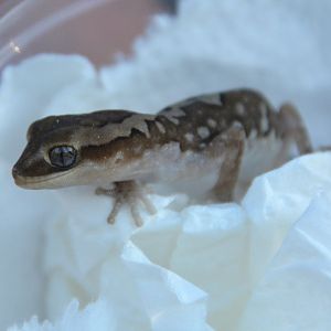 Ranges stone gecko (Diplodactylus furcosus)