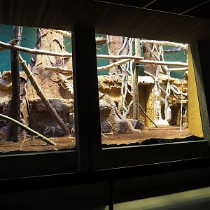 Goodfellow's tree kangaroo exhibit in the small monkey house (Former colobus exhibit), 2024-02-17