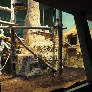 Goodfellow's tree kangaroo exhibit in the small monkey house (Former colobus exhibit), 2024-02-17