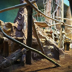 Goodfellow's tree kangaroo exhibit in the small monkey house (Former colobus exhibit), 2024-02-17