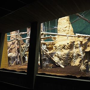 Goodfellow's tree kangaroo exhibit in the small monkey house (Former colobus exhibit), 2024-02-17