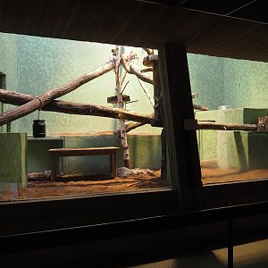 Goodfellow's tree kangaroo exhibit in the small monkey house (Former colobus exhibit), smaller part, 2024-02-17
