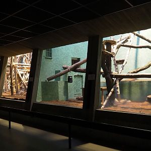 Goodfellow's tree kangaroo exhibit in the small monkey house (Former colobus exhibit), smaller part, 2024-02-17