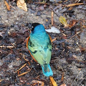 Superb starling (Lamprotornis superbus), 2024-02-17